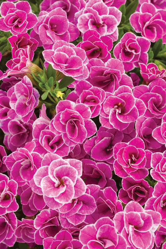 Million Bells, Superbells (Calibrachoa)