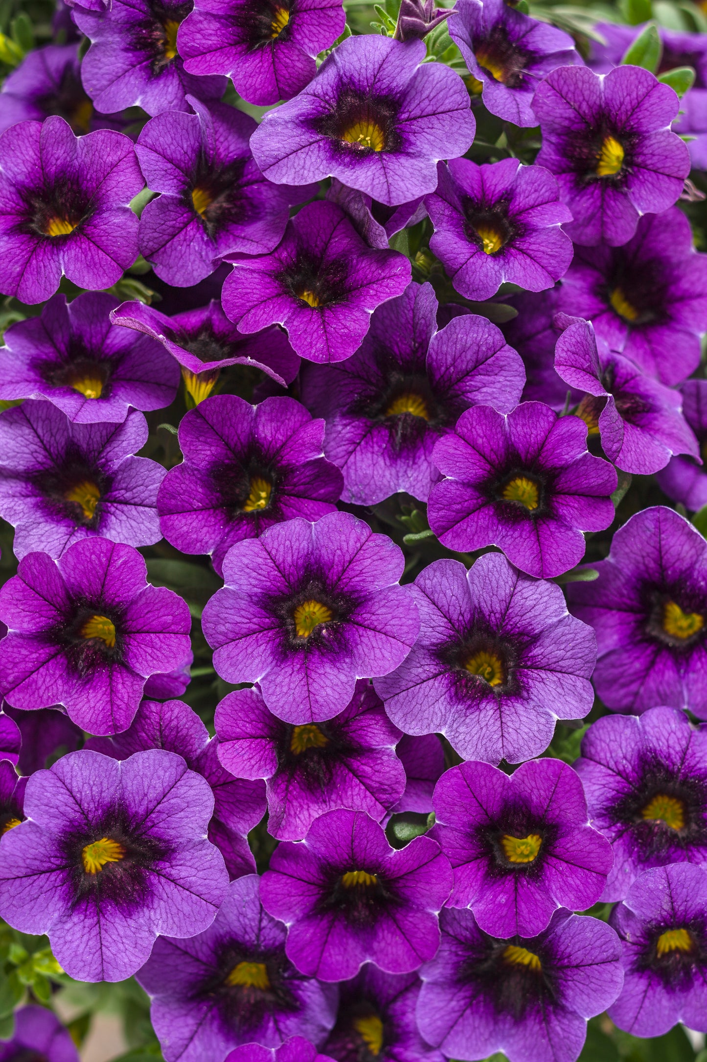 Million Bells, Superbells (Calibrachoa)