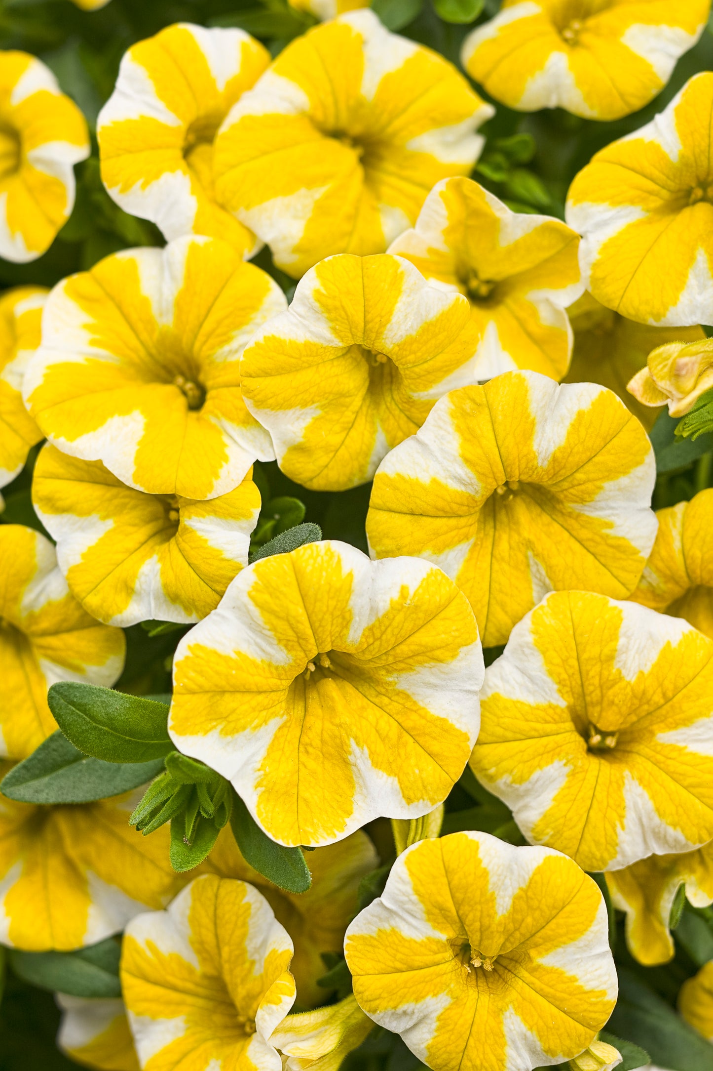 Million Bells, Superbells (Calibrachoa)