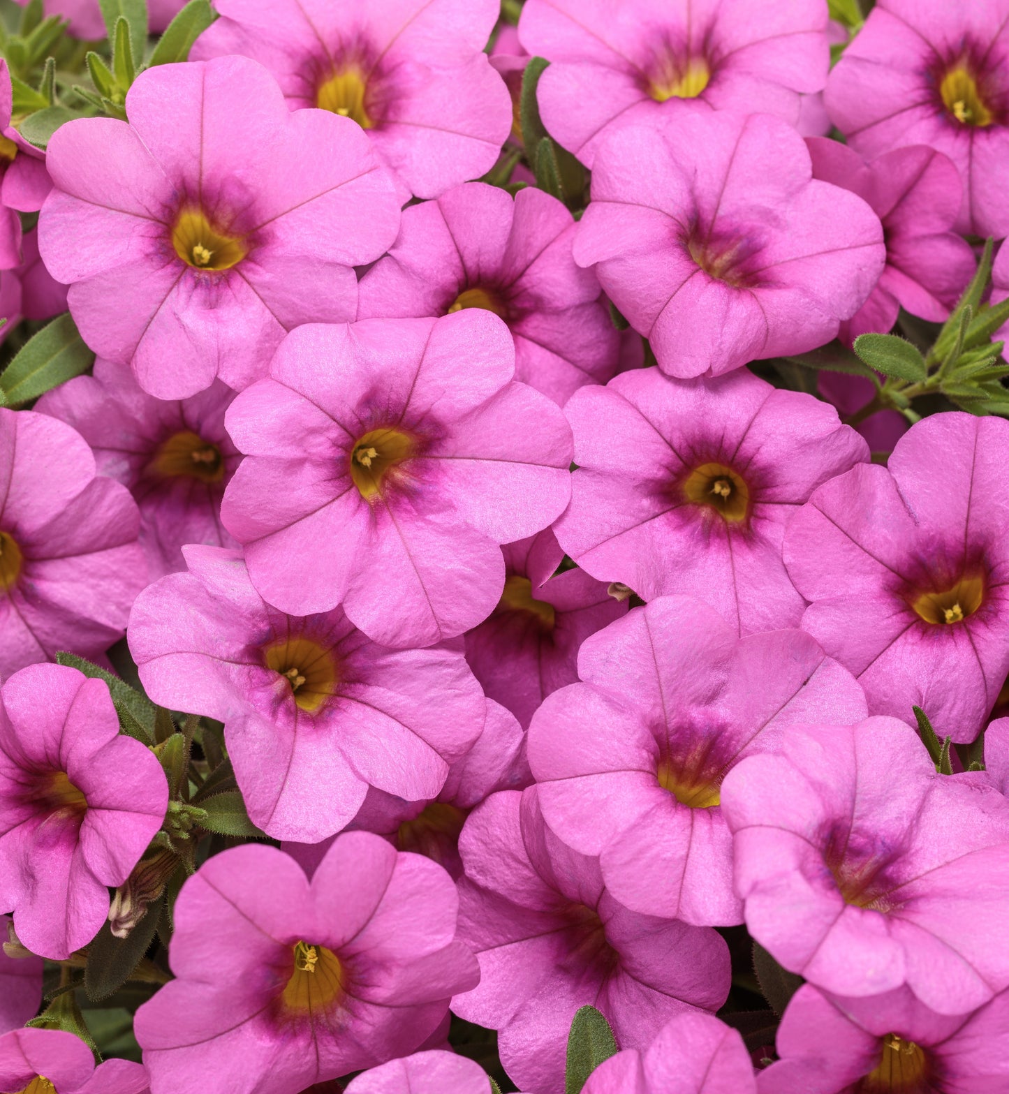 Million Bells, Superbells (Calibrachoa)