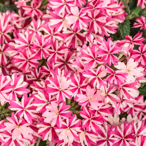 Verbena x hybrida