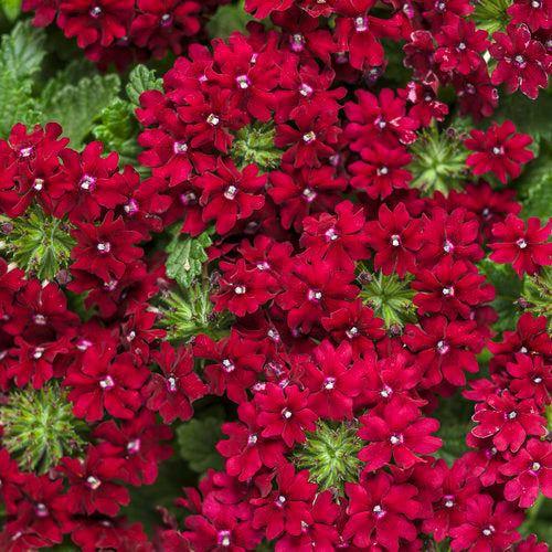 Seasonal- Verbena, Garden