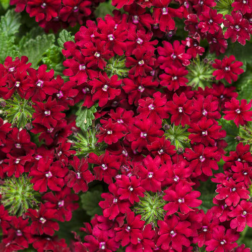 Verbena, Garden 'EndraScape Red' (Glandularia)