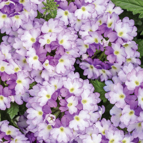 Verbena x hybrida