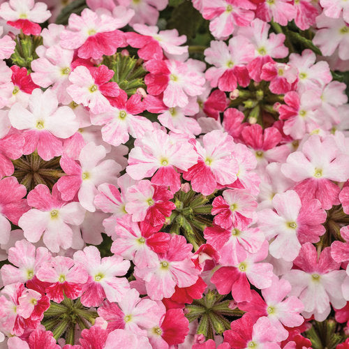 Verbena x hybrida