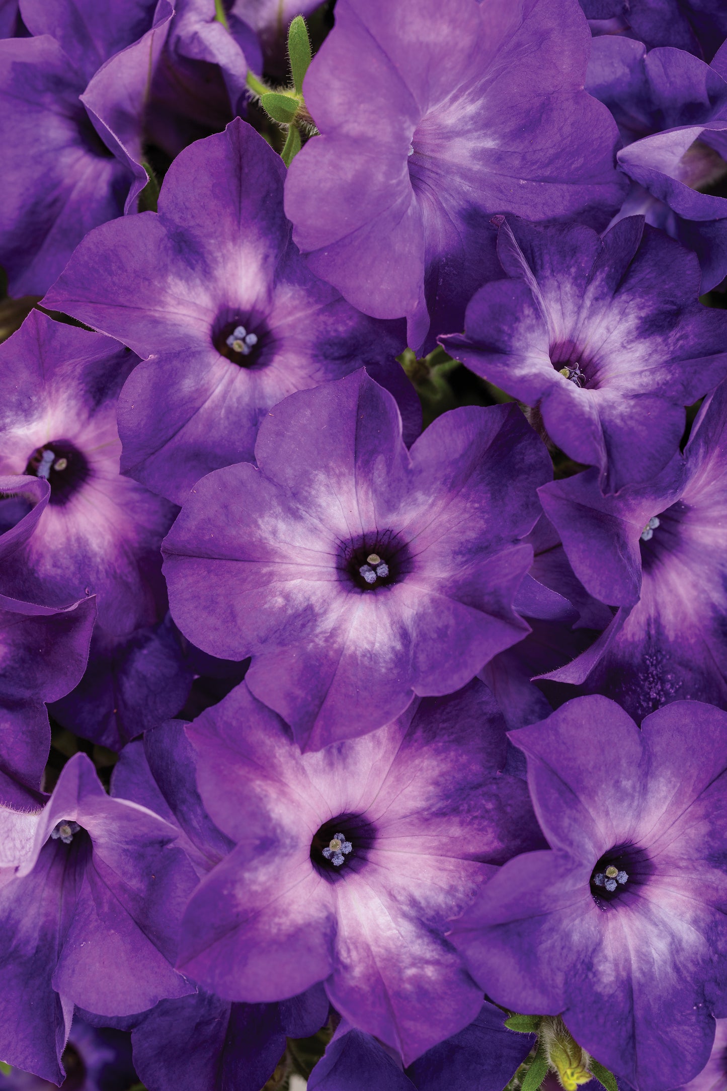 Petunia, Supertunia (Petunia)