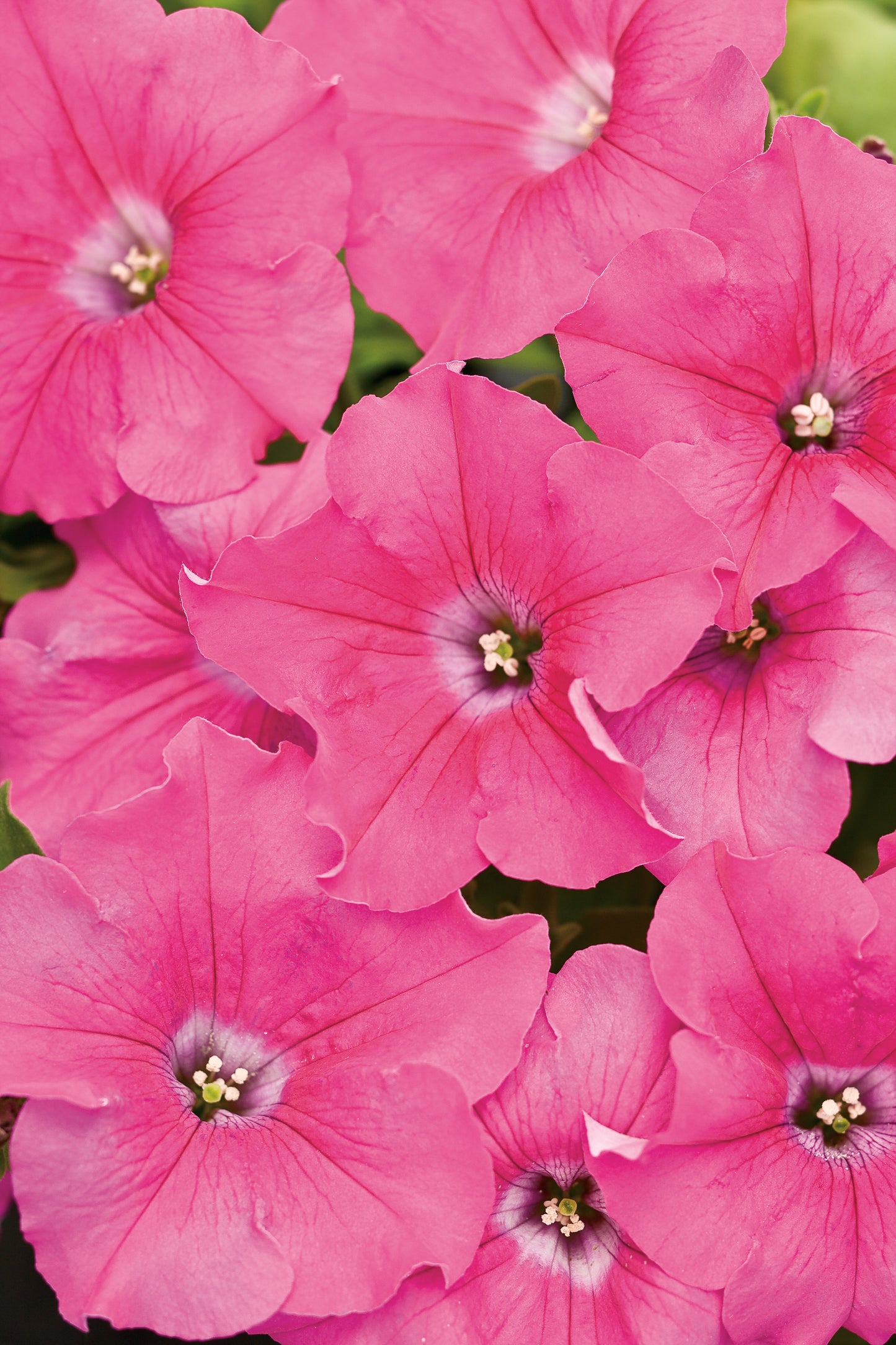 Petunia, Supertunia (Petunia)