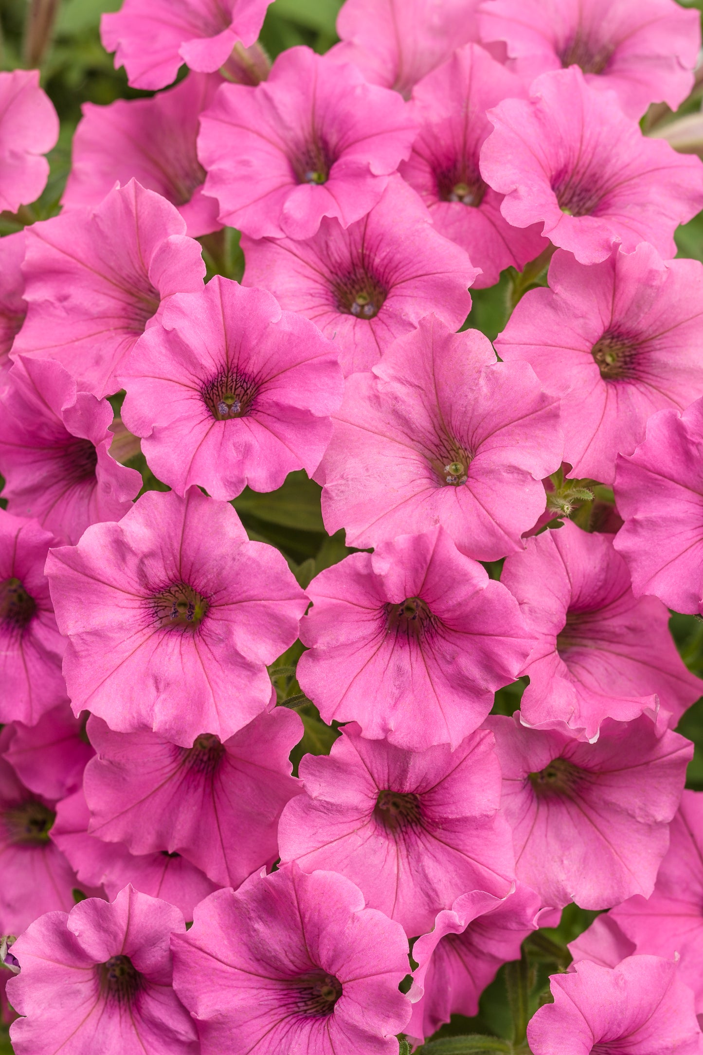 Petunia, Supertunia Mini Vista (Petunia)