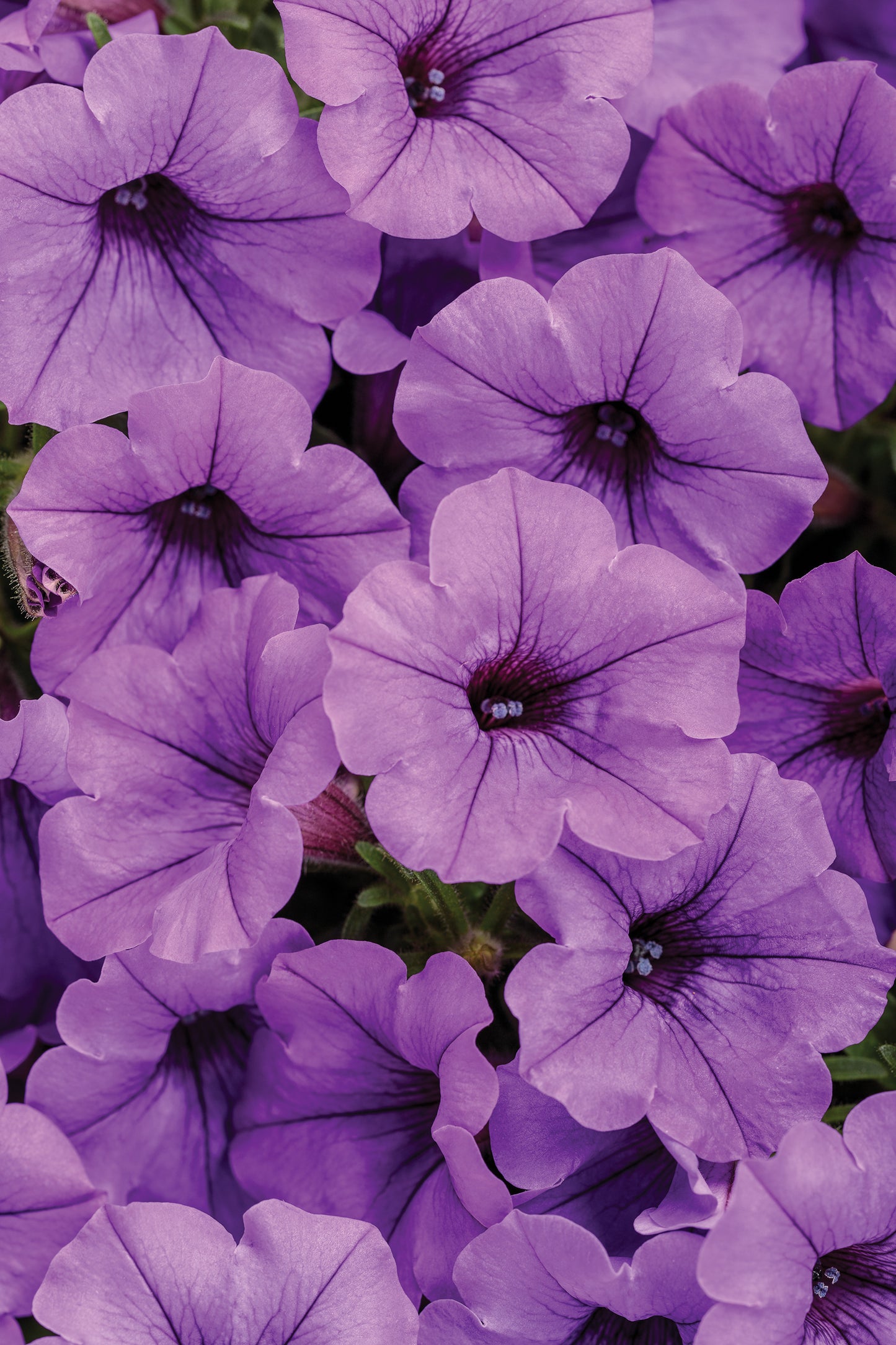 Petunia, Supertunia Mini Vista (Petunia)