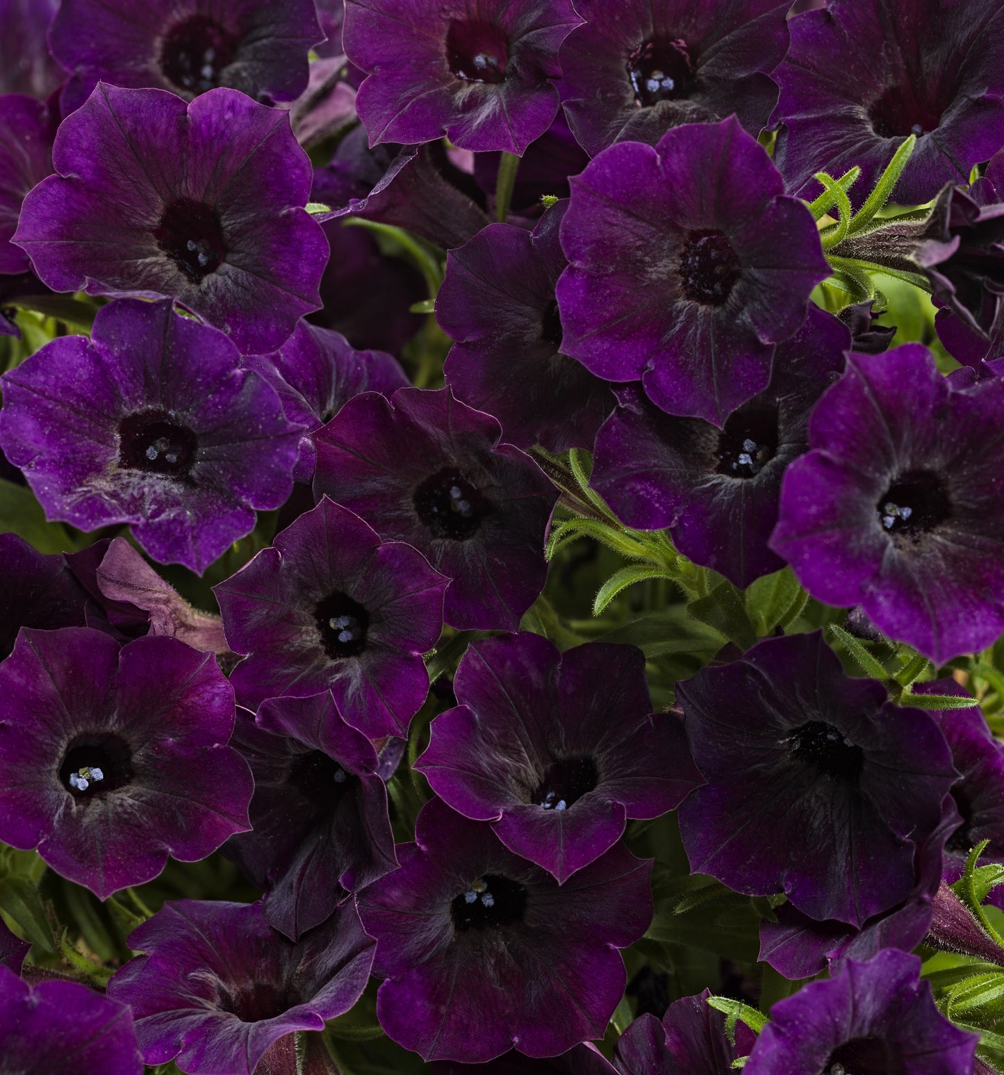 Petunia, Supertunia Mini Vista (Petunia)