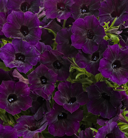 Petunia, Supertunia Mini Vista (Petunia)
