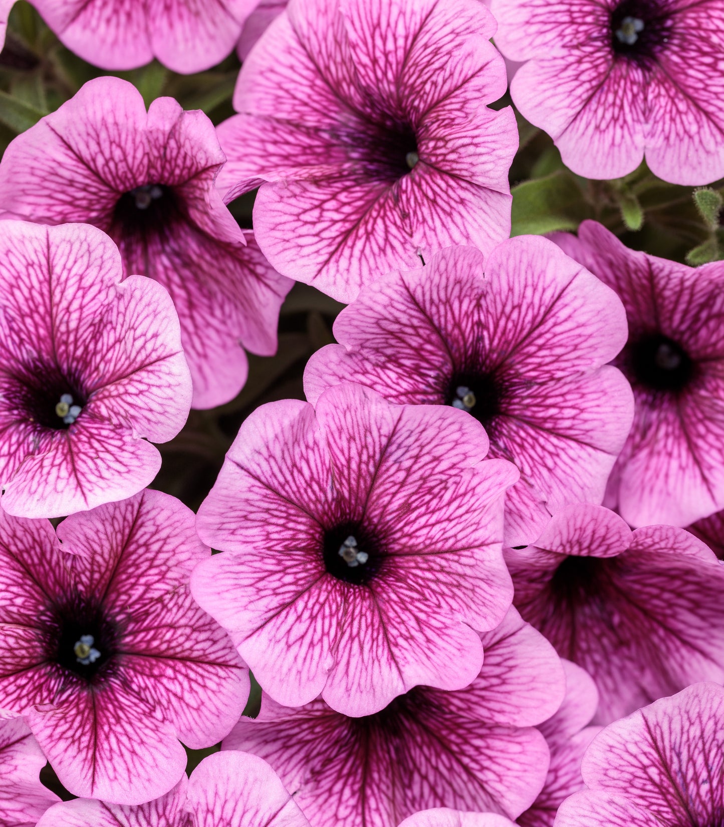 Petunia, Supertunia Mini Vista (Petunia)