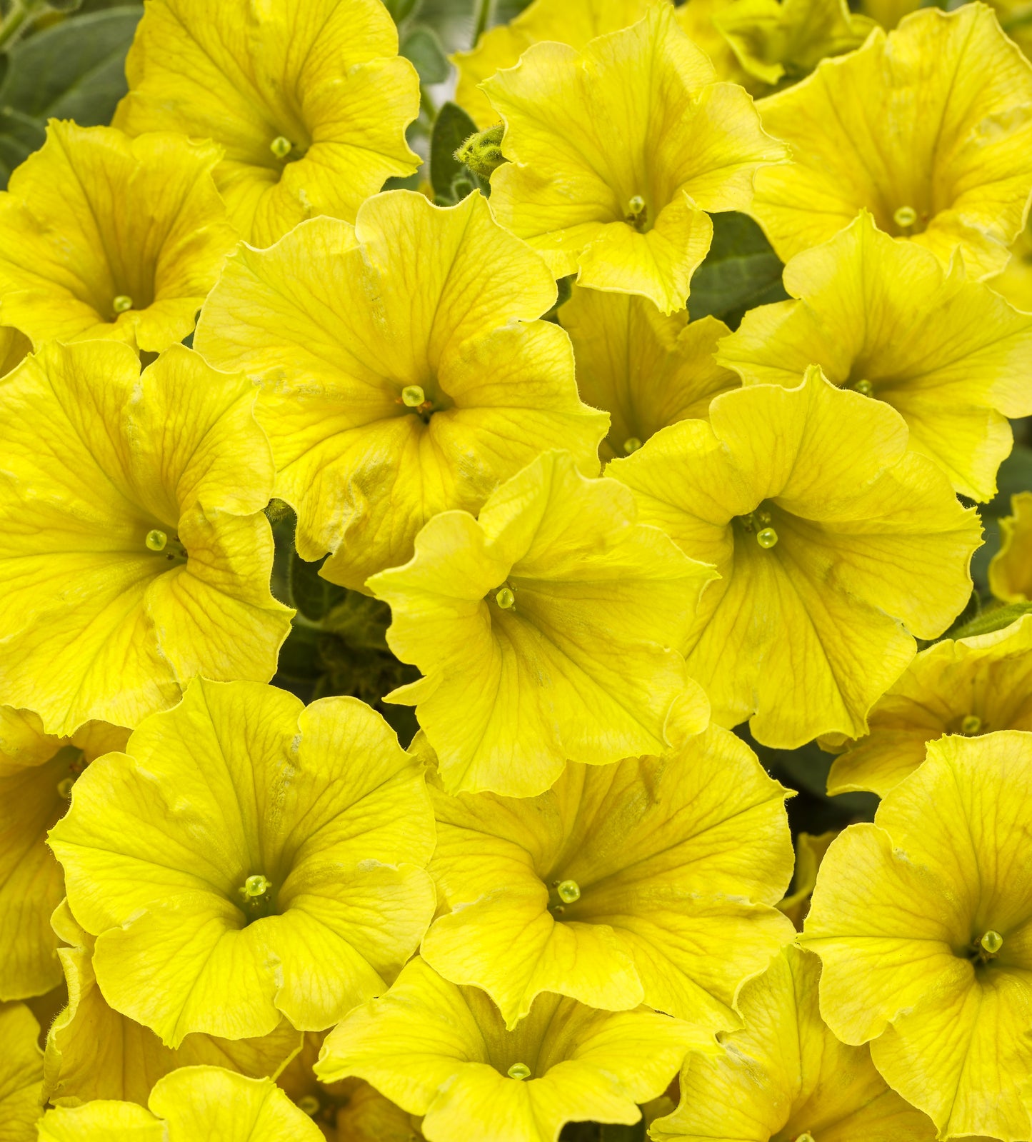 Petunia, Supertunia Mini Vista (Petunia)