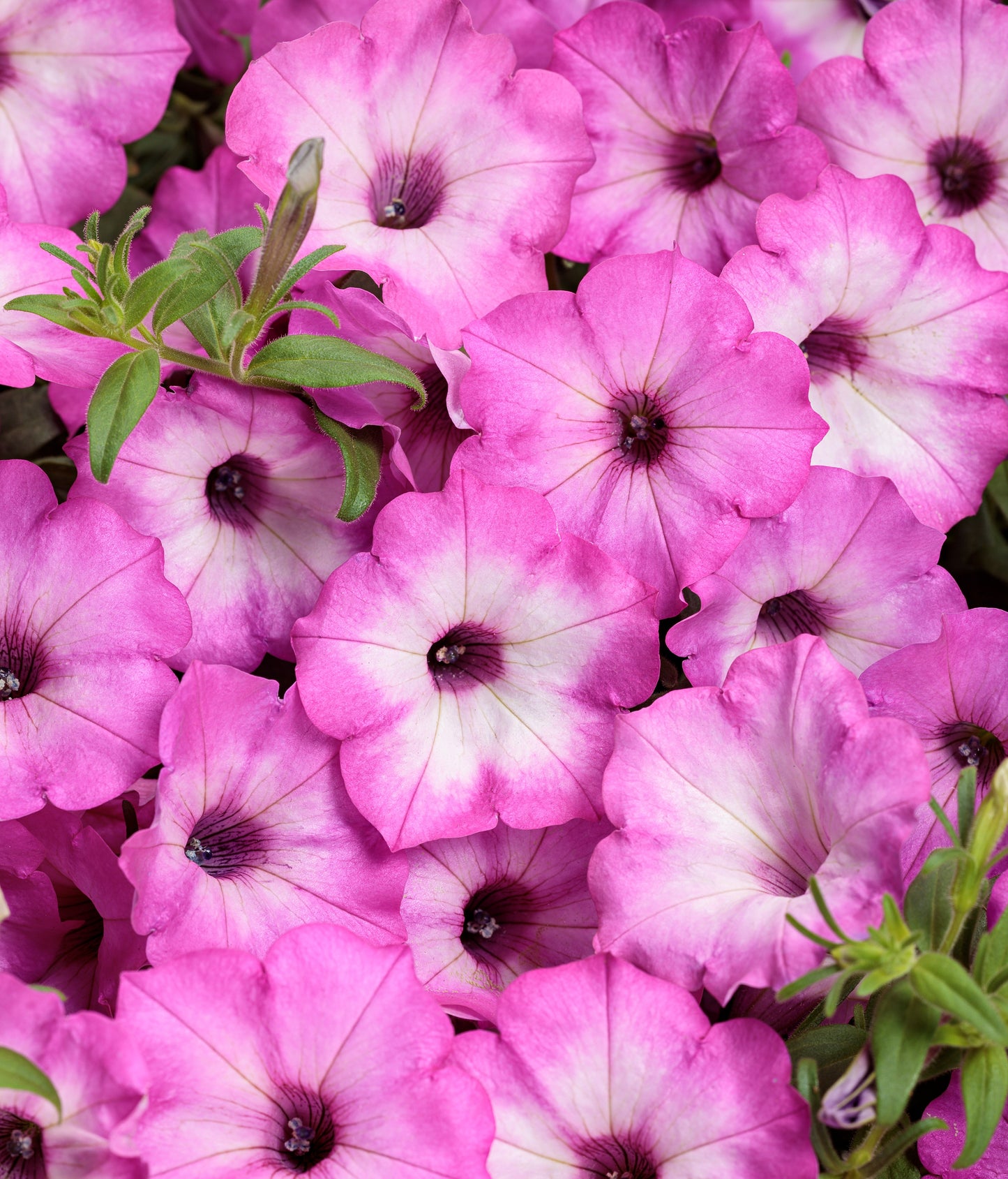 Petunia, Supertunia (Petunia)