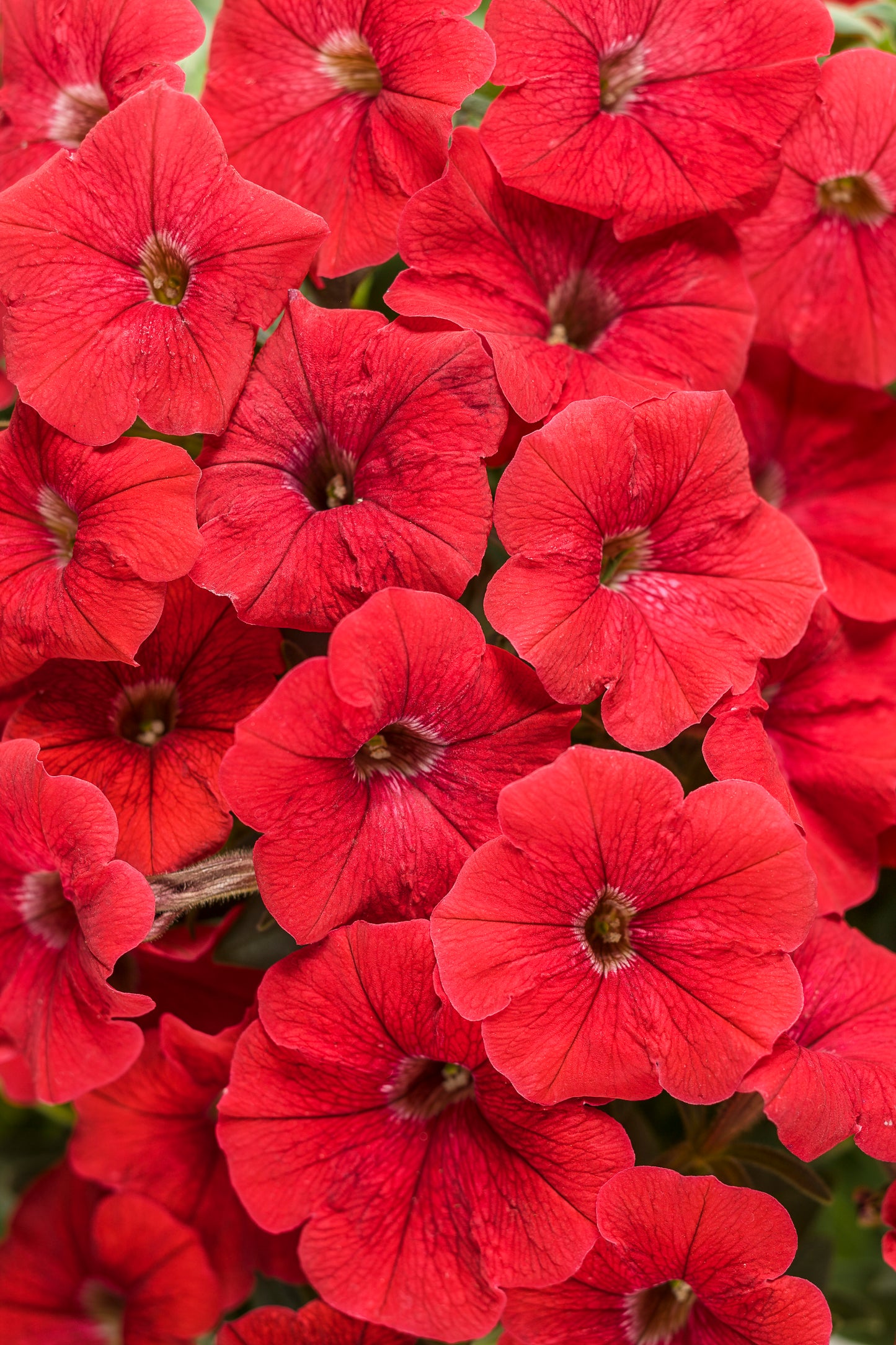 Petunia, Supertunia (Petunia)