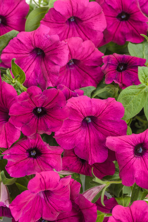Petunia, Supertunia (Petunia)