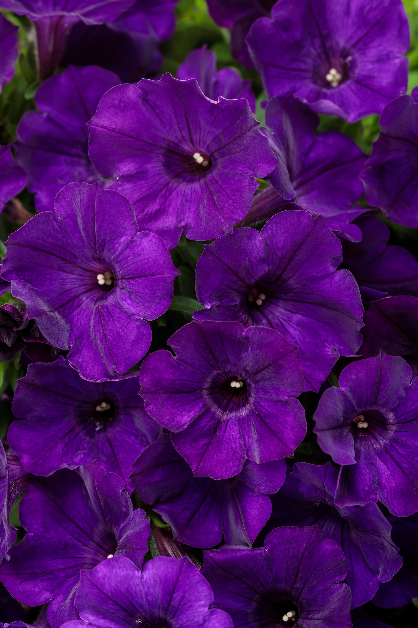 Petunia, Supertunia (Petunia)