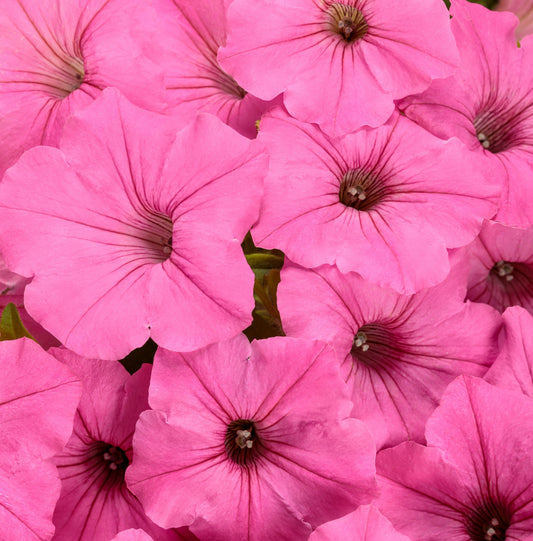Petunia, Supertunia Vista (Petunia)