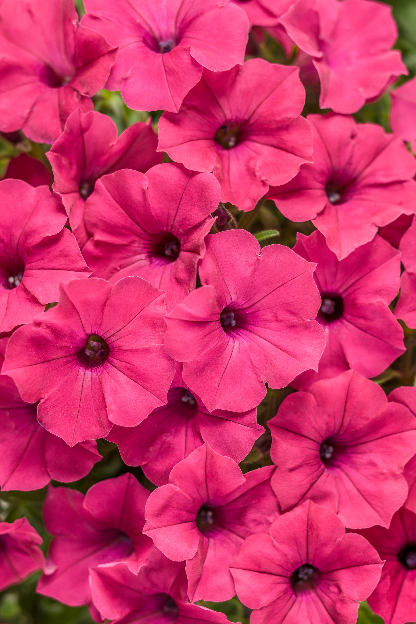 Petunia, Supertunia Vista (Petunia)
