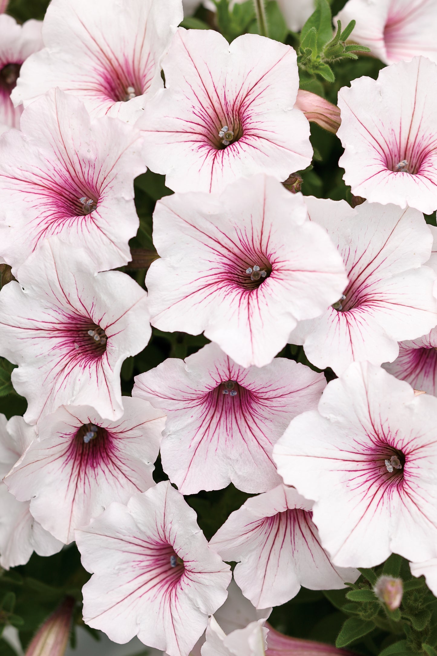 Petunia, Supertunia Vista (Petunia)