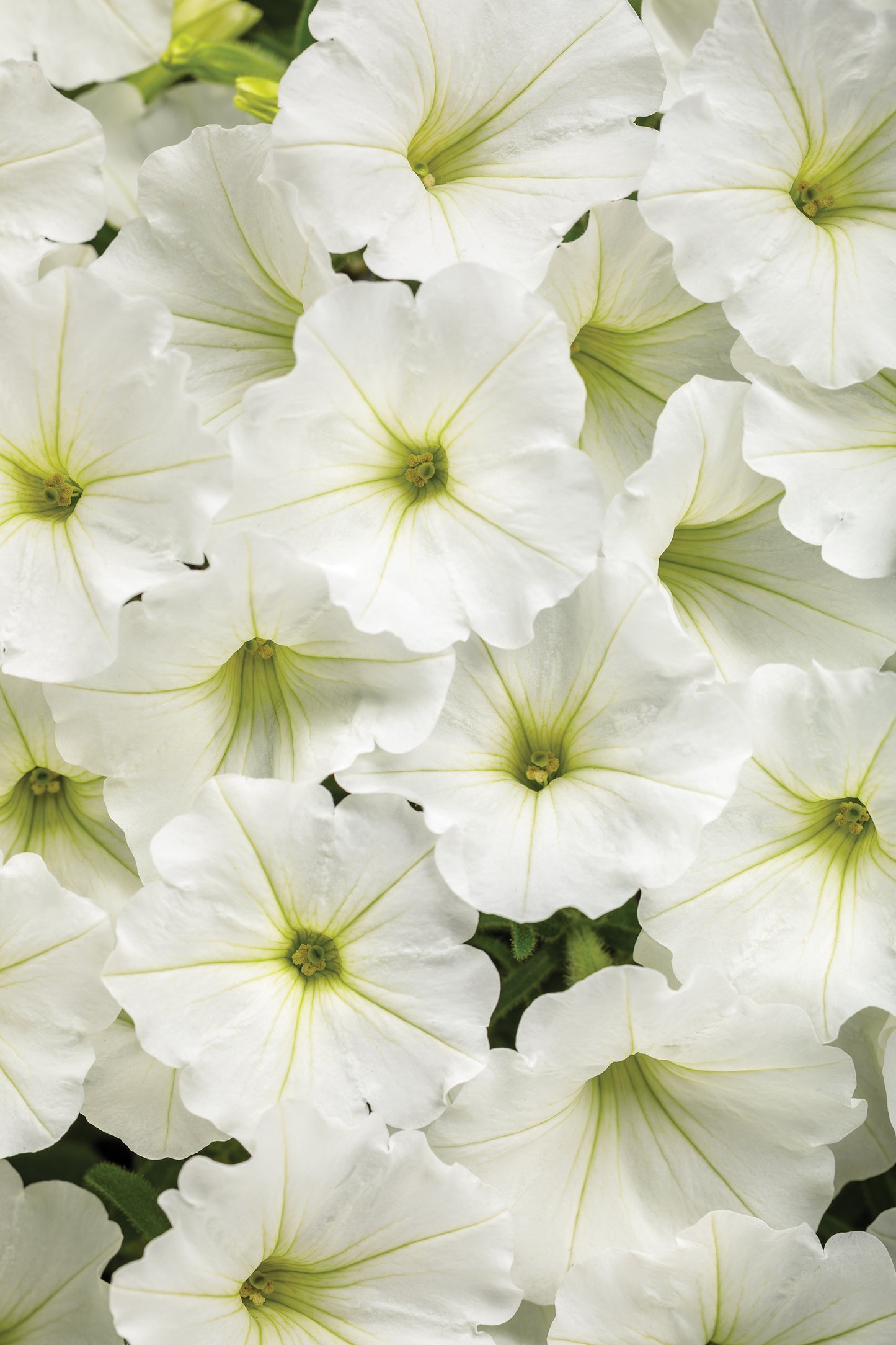 Petunia, Supertunia Vista (Petunia)