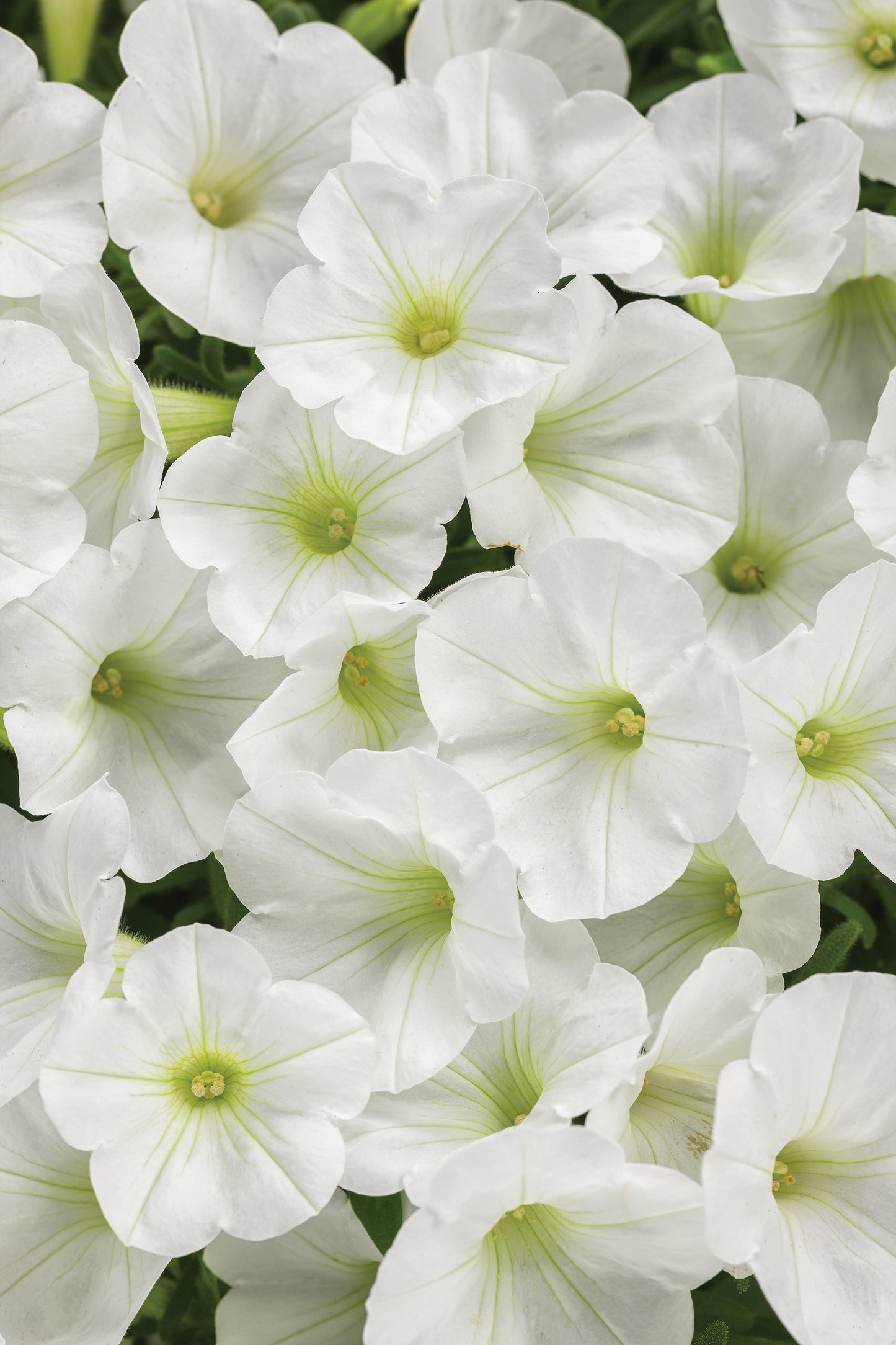 Petunia, Supertunia Mini Vista (Petunia)