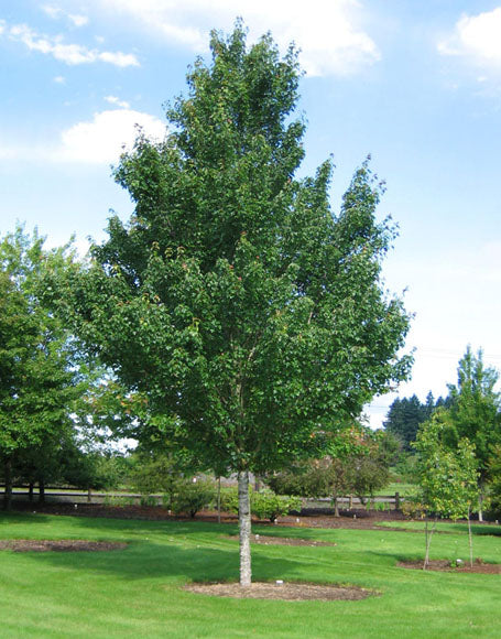 Acer rubrum 'Sun Valley'