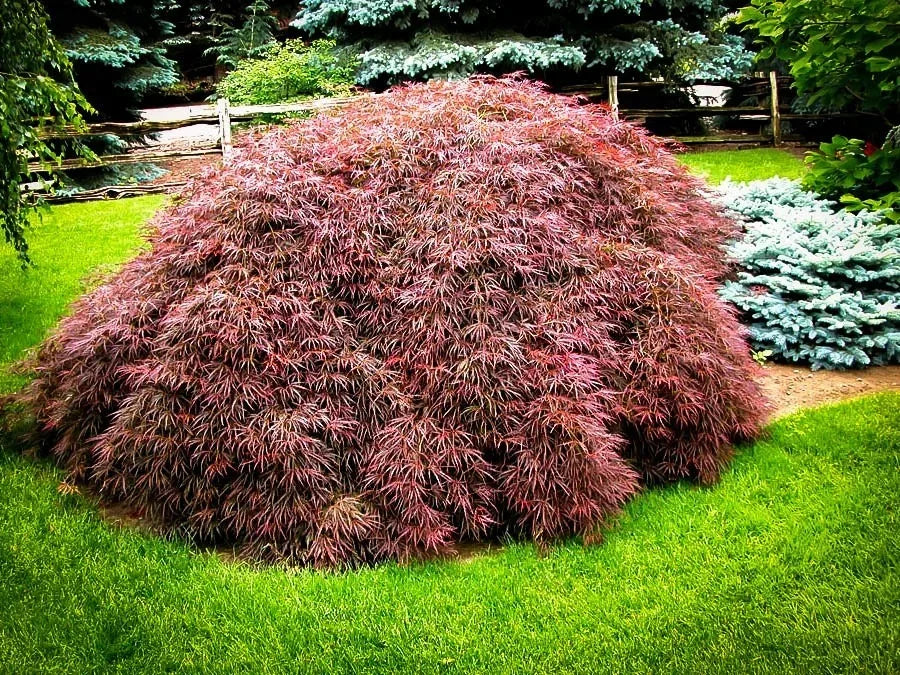 Acer palmatum var. dissectum 'Tamukeyama'