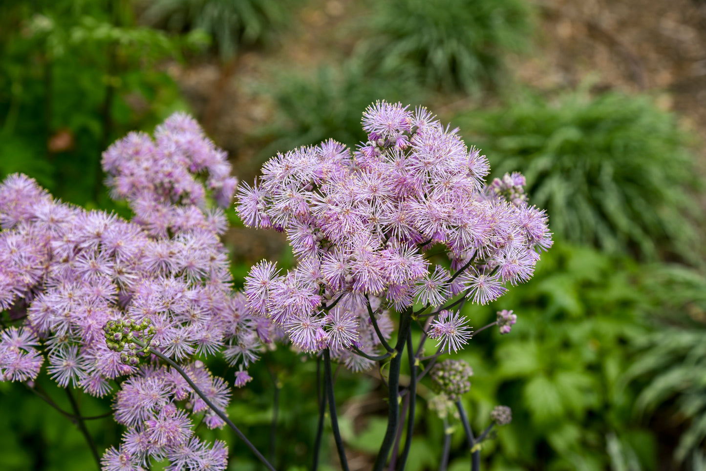 Meadow Rue 'Cotton Candy' (Thalictrum)