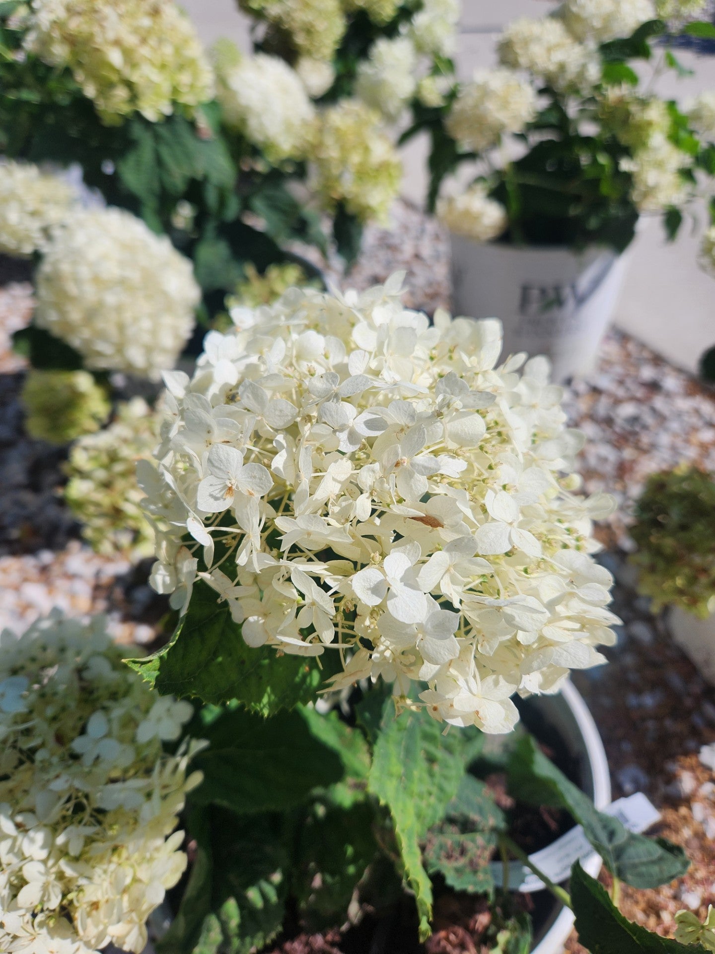 Hydrangea, Smooth / Annabelle 'Incrediball Storm Proof' (Hydrangea)