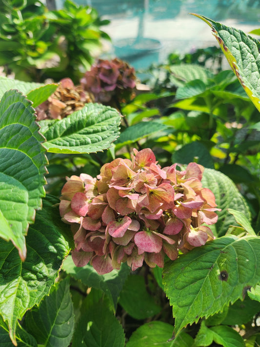 Hydrangea, Big-leaf Mophead 'Oregon Pride' (Hydrangea)