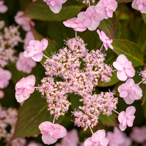 Hydrangea serrata 'Tiny Tuff Stuff'