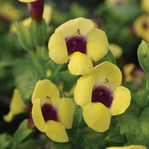 Wishbone Flower (Torenia)