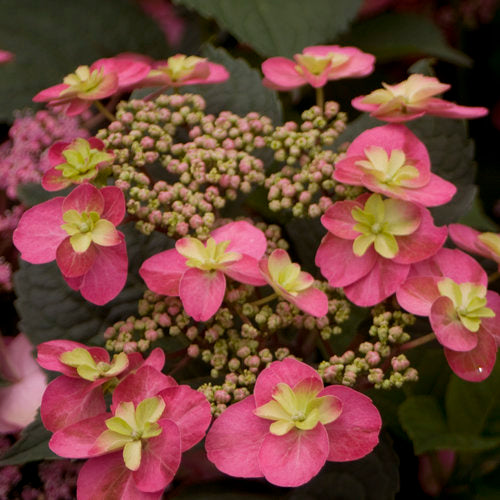 Hydrangea, Mountain Lacecap 'Tuff Stuff Red' (Hydrangea)