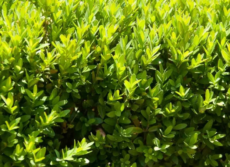 Buxus sinica var. insularis 'Justin Brouwers'