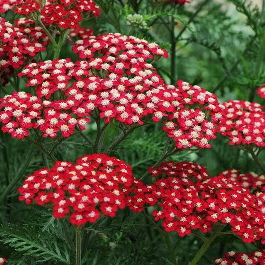 Achillea millefolium 'Red Velvet'