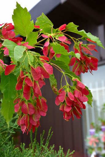 Acer ginnala 'Ruby Slippers'