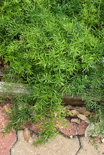 Asparagus densiflorus 'Sprengeri'