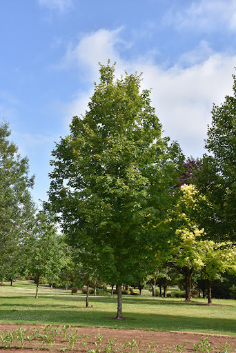 Maple, Sugar 'Autumn Fest' (Acer)