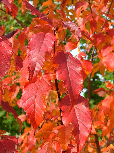 Maple, Amur 'Ruby Slippers' (Acer)