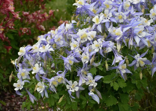 Aquilegia caerulea 'Kirigami Blue White'