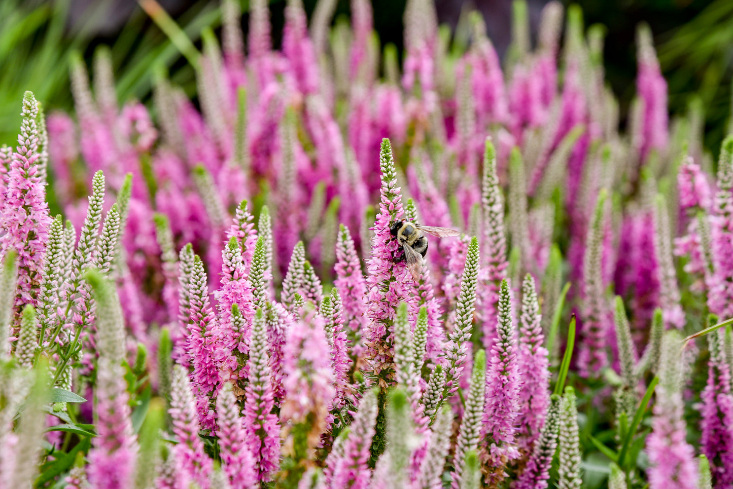 Veronica 'Magic Show Pink Potion'