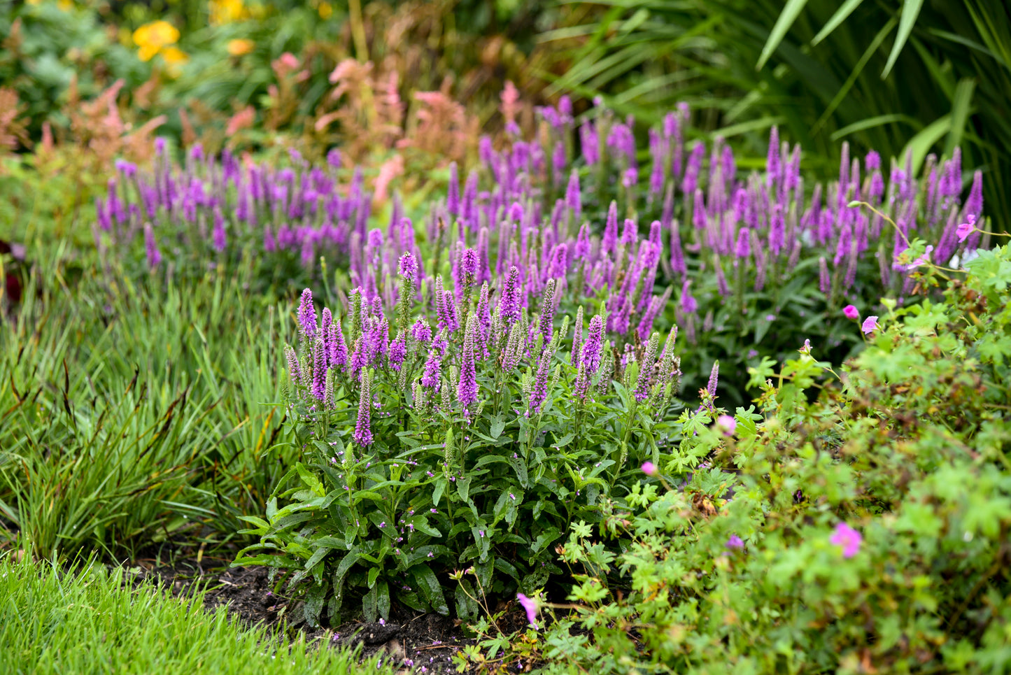 Veronica 'Magic Show Purple Illusion'