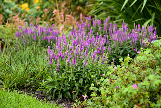 Veronica 'Magic Show Purple Illusion'