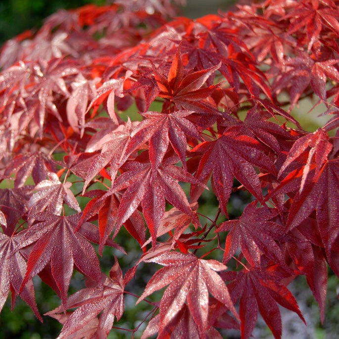 Acer palmatum 'Red Emperor'