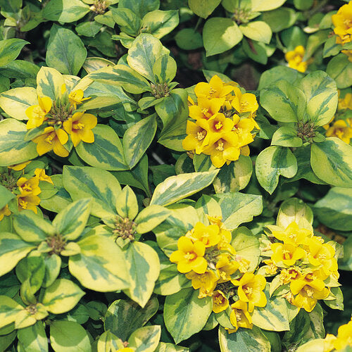 Moneywort, Golden / Creeping Jenny 'Variegated Lemon' (Lysimachia)
