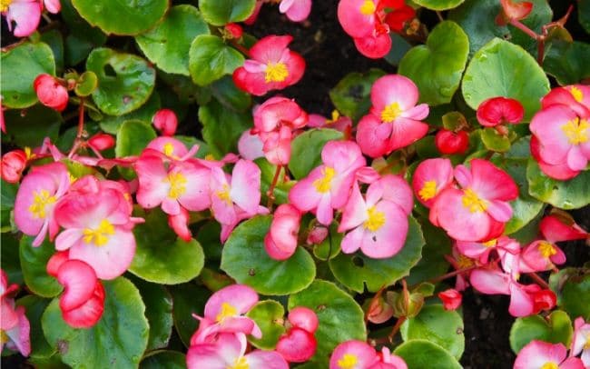 Begonia semperflorens