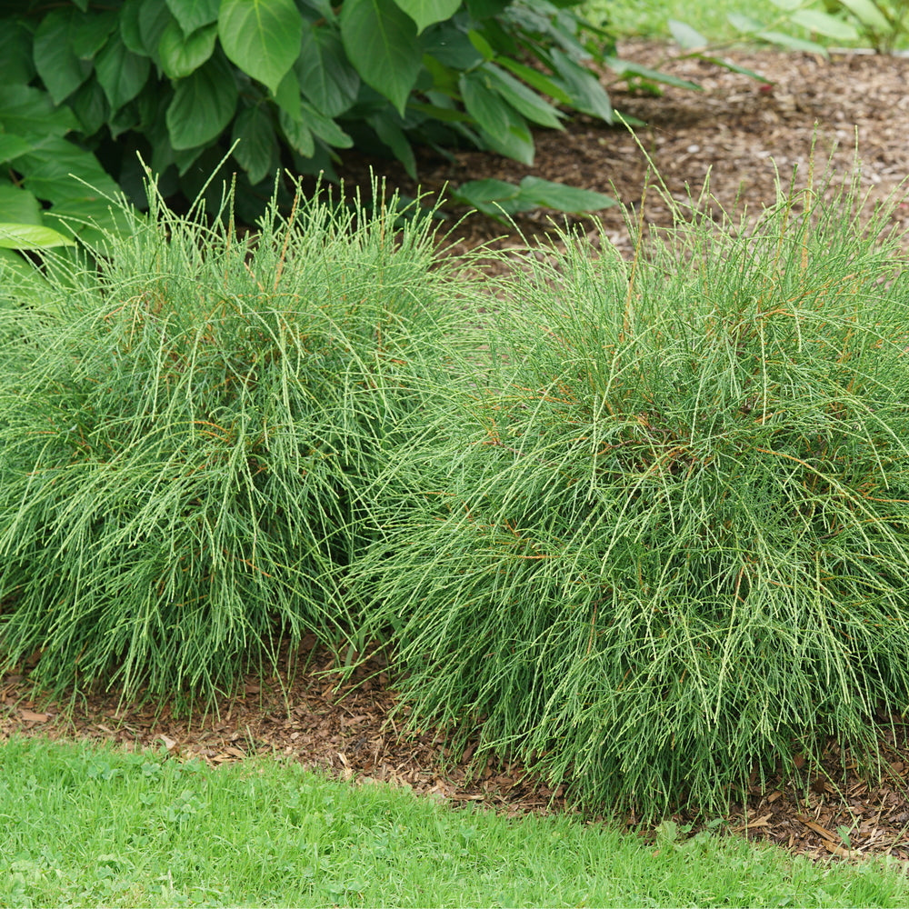 Arborvitae, Eastern 'Whip It Good' (Thuja)