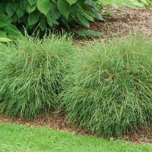 Arborvitae, Eastern 'Whip It Good' (Thuja)